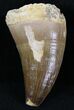 Large Mosasaur (Prognathodon) Tooth #21518-1